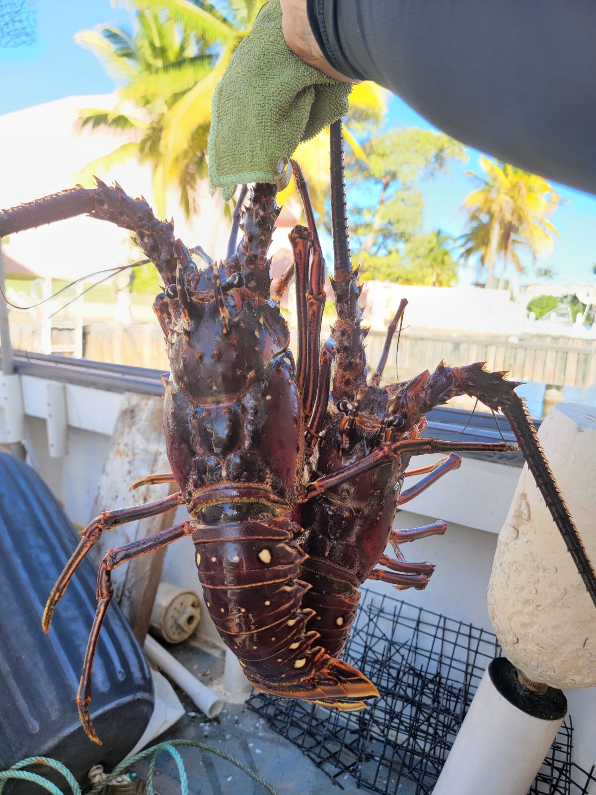 SPINY LOBSTERS FRESH