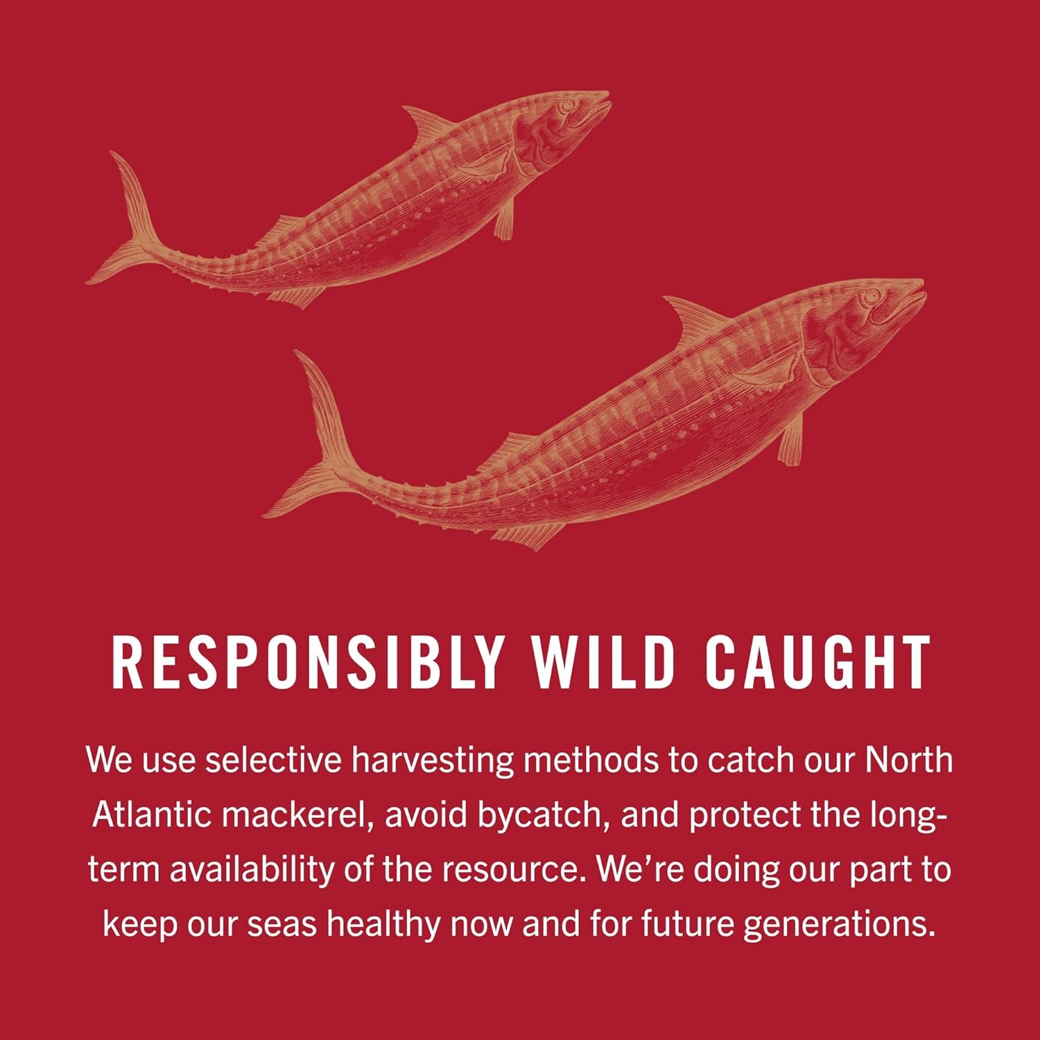 King Oscar Mackerel in Olive Oil, 4.05 Ounce Can (Pack of 6, Packaging May Vary)