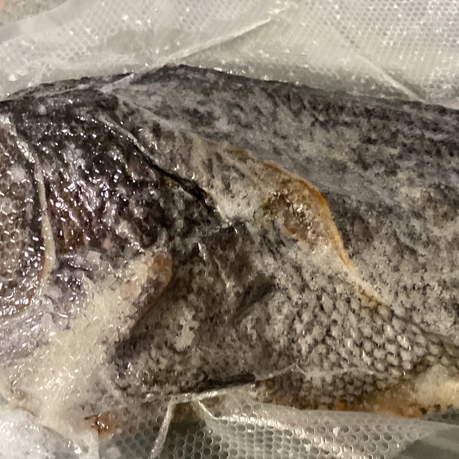 Saltfish Salted Fish Black Sea Bass Baccala Bacalao 13.75oz Carribean Italian US