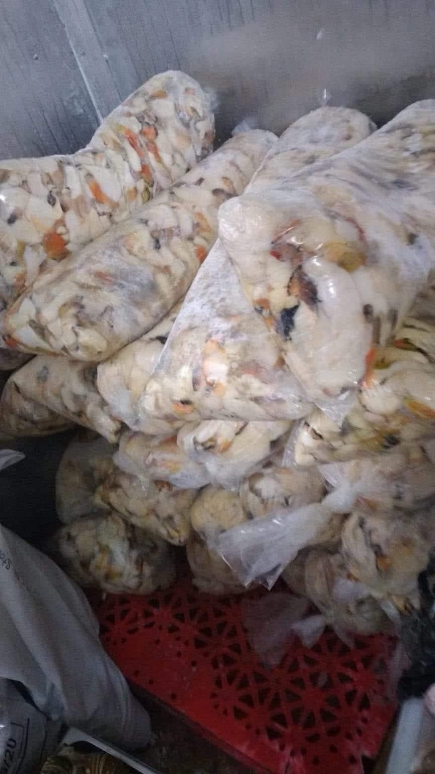 Premium Bahamian Conch Meat – 50 LB Bulk Fresh Seafood