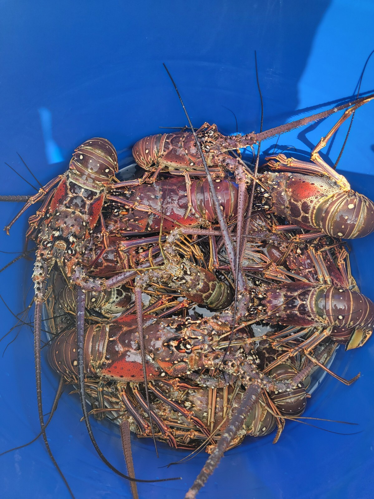 SPINY LOBSTERS FRESH