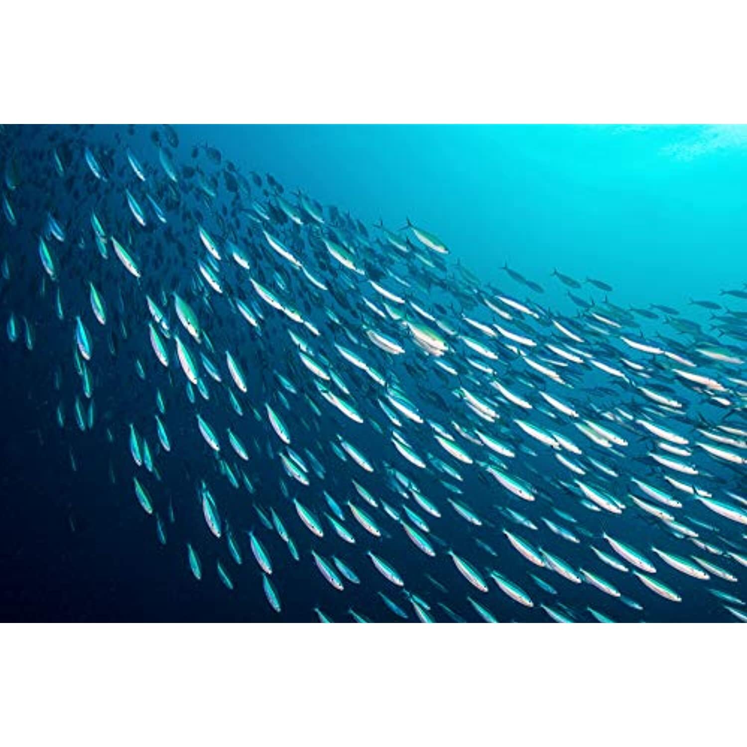 Season Sardine Fillets In 100% Olive Oil Caught Skinless Boneless 4.375 oz 12 ct