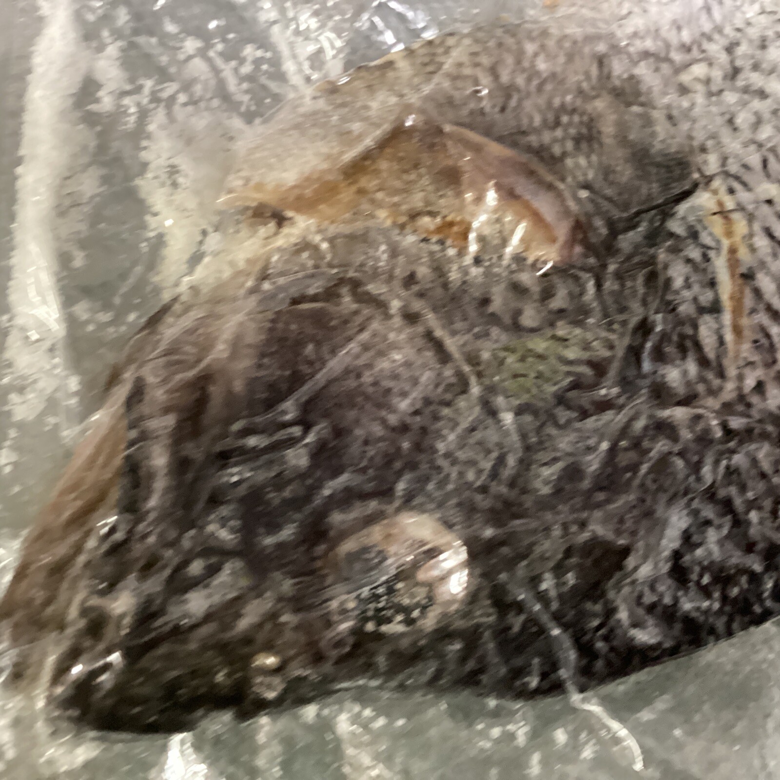 Saltfish Salted Fish Black Sea Bass Baccala Bacalao 13.75oz Carribean Italian US