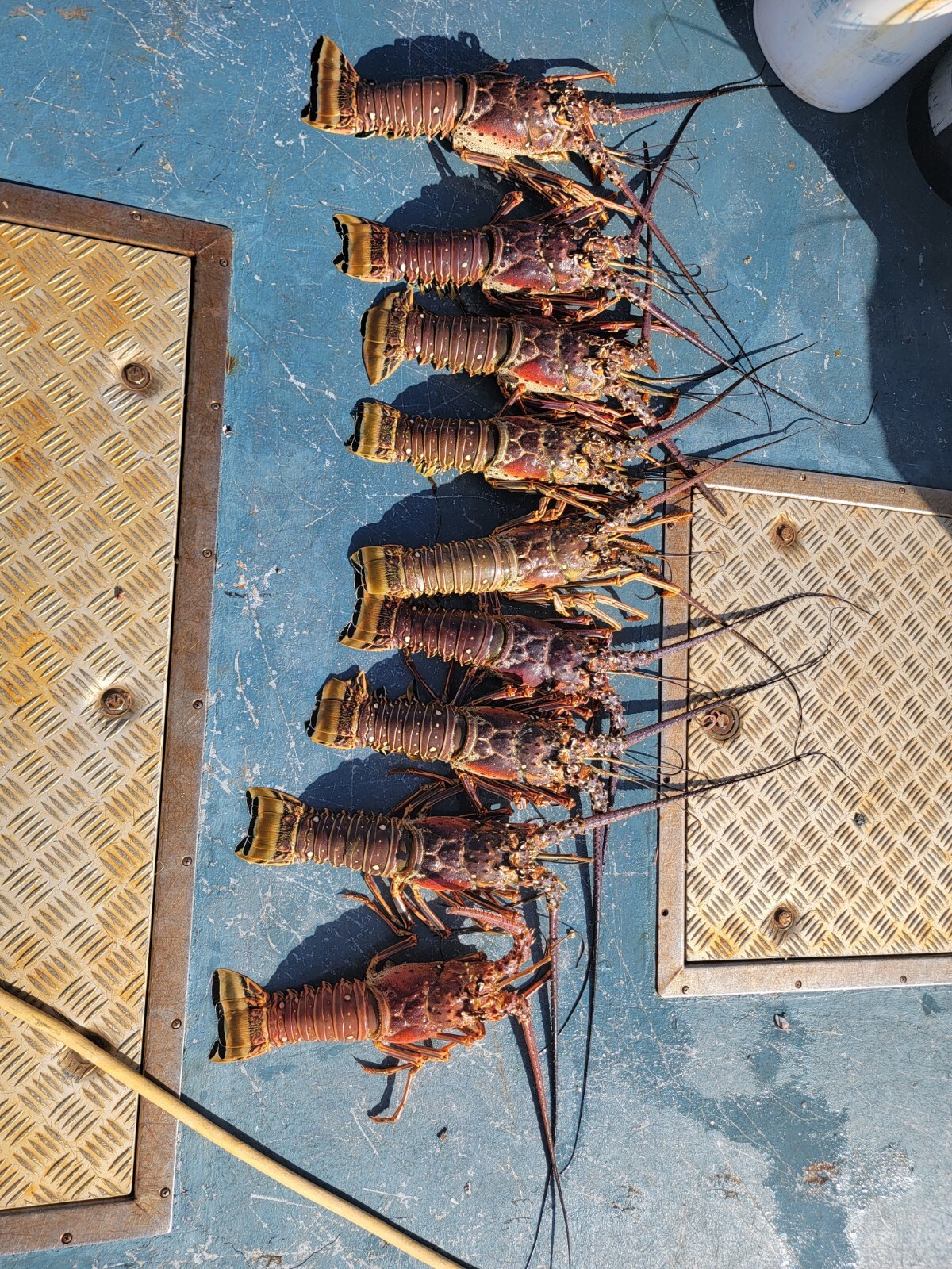 SPINY LOBSTERS FRESH