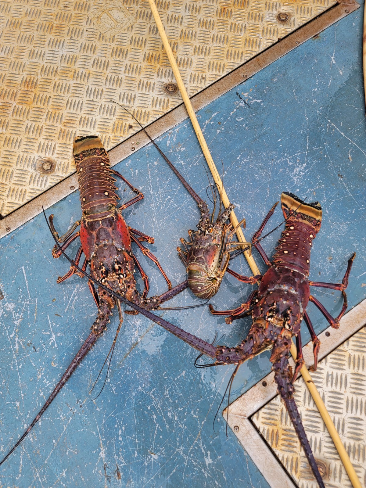 SPINY LOBSTERS FRESH